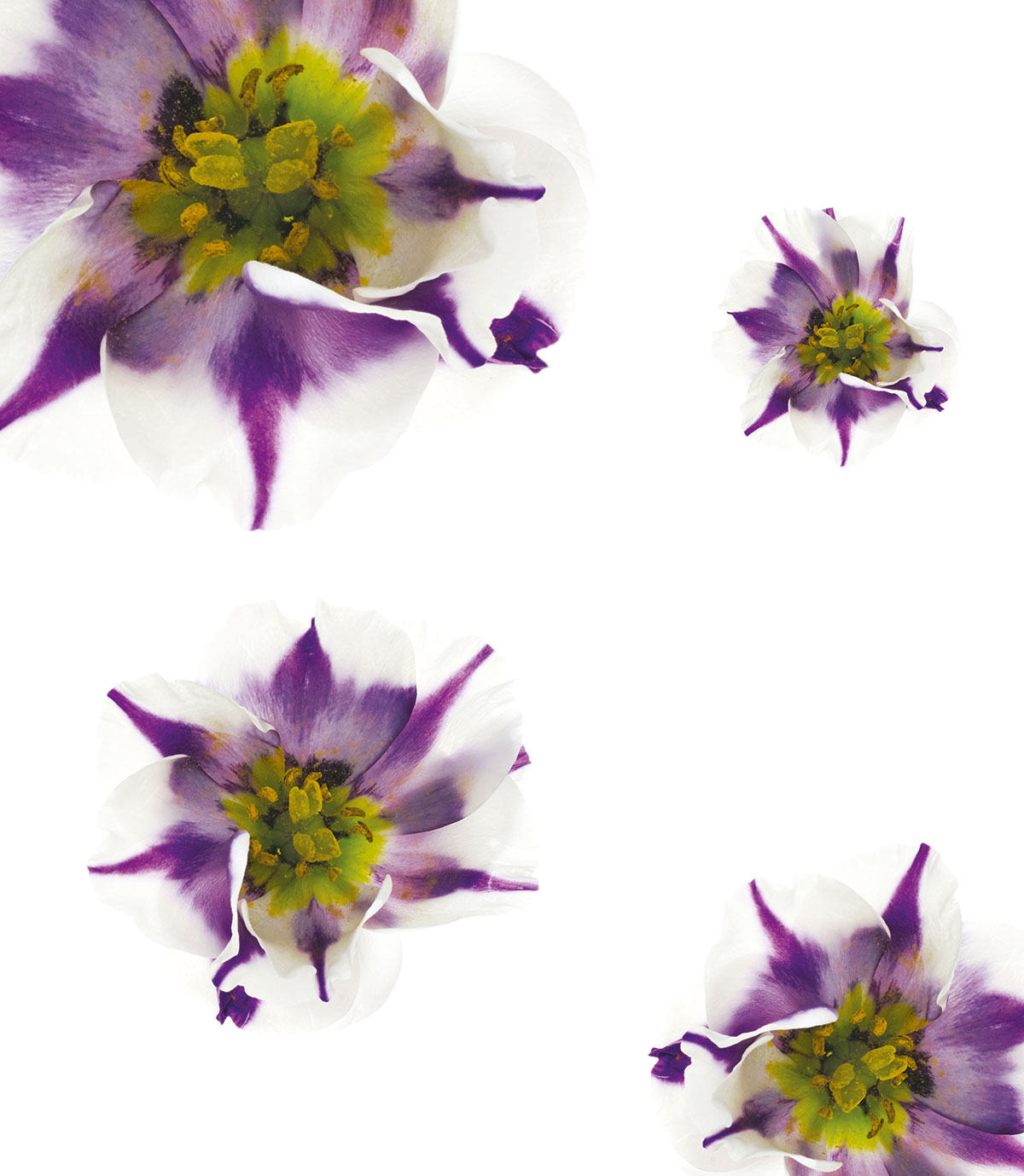 Alle Vecchi | Creative Director