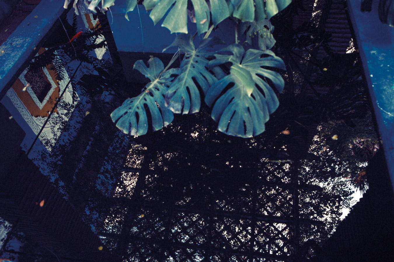 Alle Vecchi | Creative Director